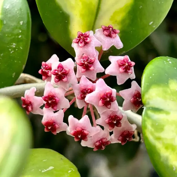 Grappe de fleurs étoilées rose pâle à cœur fuchsia de l'Hoya Obovata Inner Variegata, entourées de feuillage vert