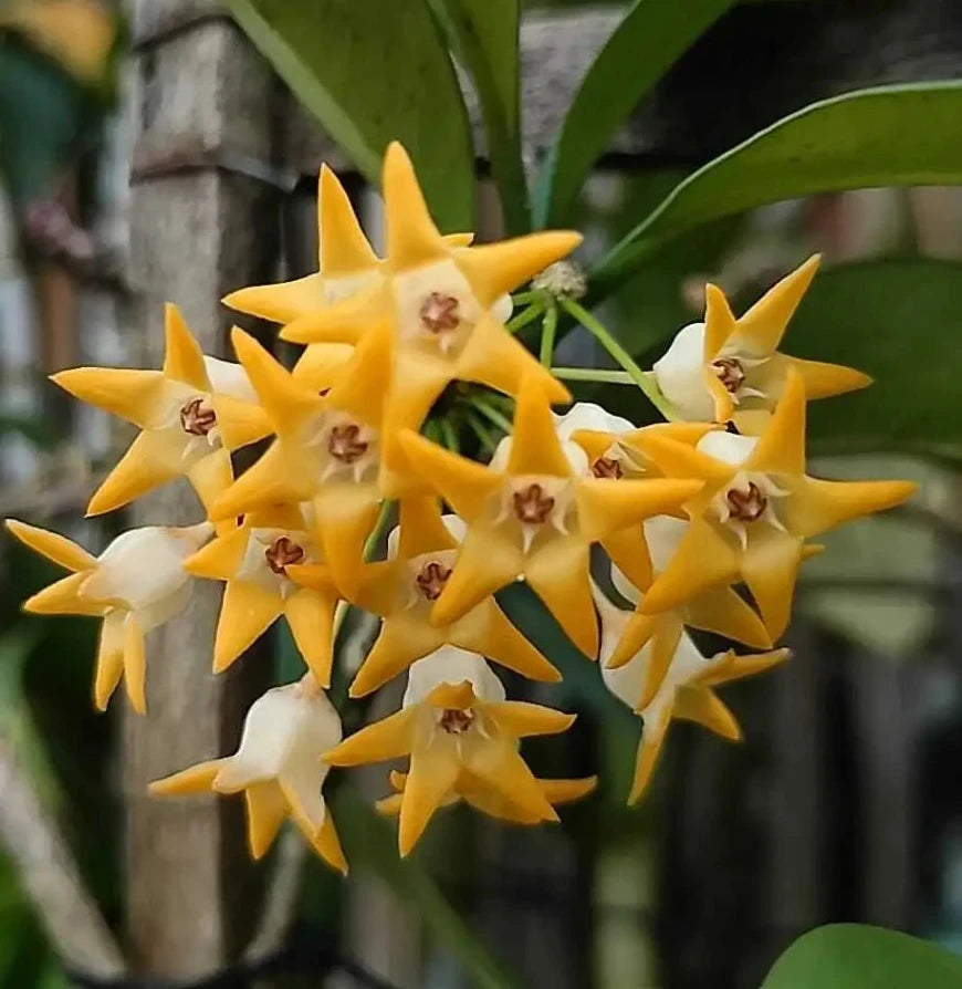 Gros plan sur une grappe de fleurs en forme d'étoile de Hoya occultata Splash aux pétales jaune vif et au centre marron