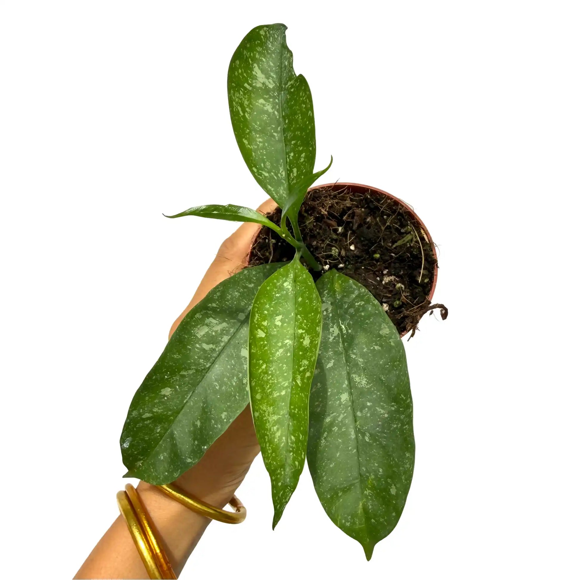 Hoya occultata Splash