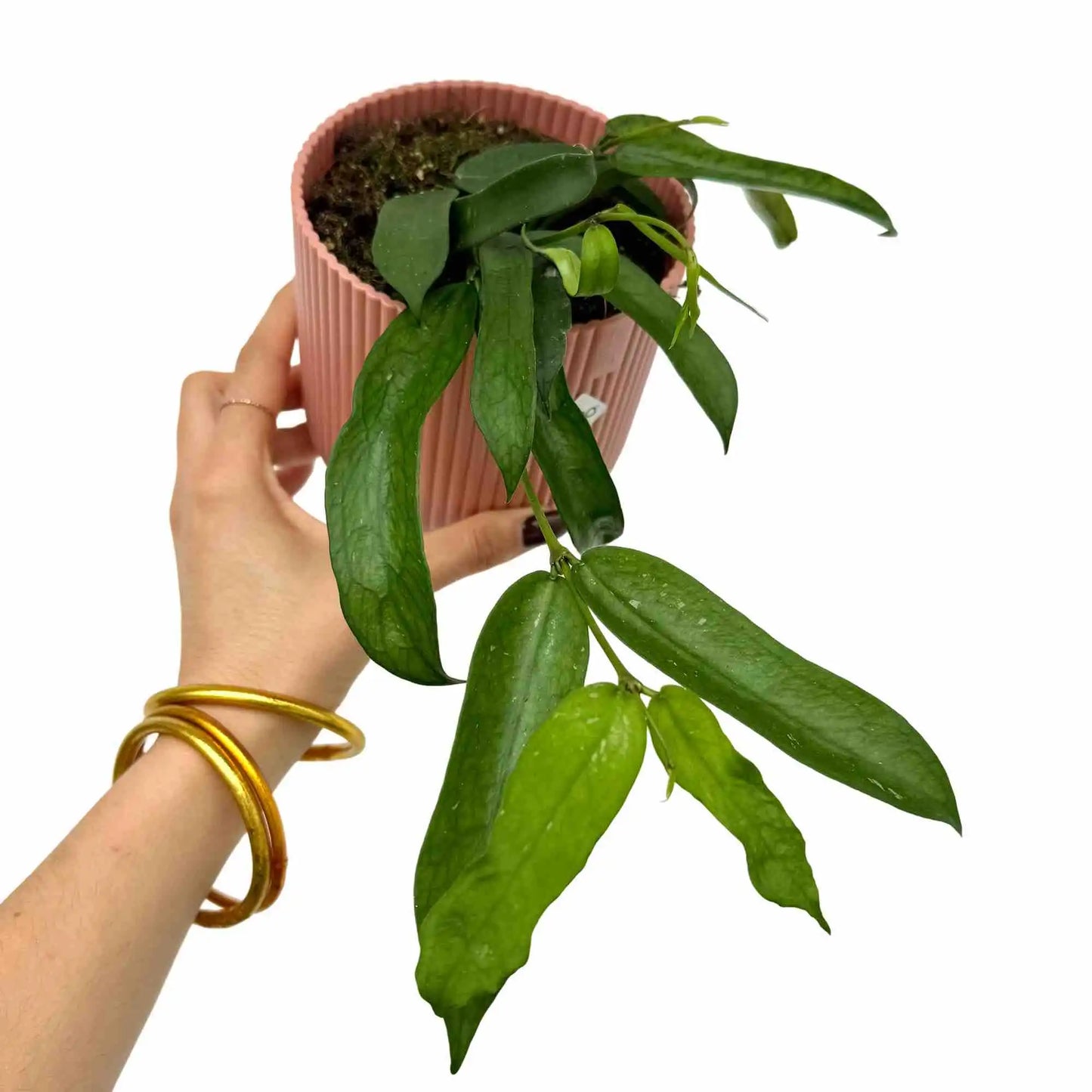 Hoya Pandurata - plantandstories