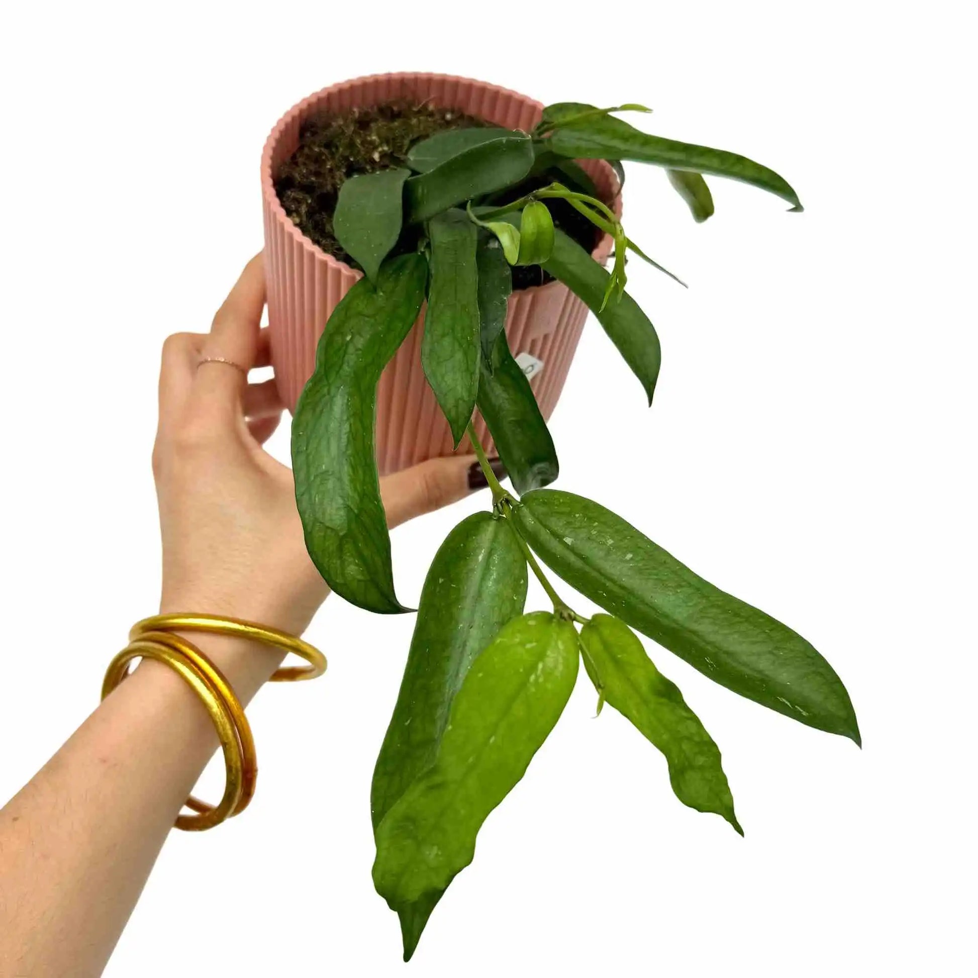 Hoya Pandurata - plantandstories