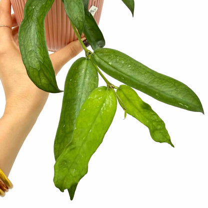 Hoya Pandurata - plantandstories