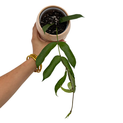 Hoya Pandurata en pot de 9cm, feuilles vertes allongées en forme de violon