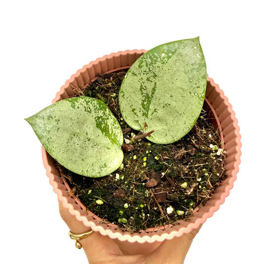 Hoya Parasitica silver en pot de culture rose avec ses feuilles argentées et ses tâches vert foncé