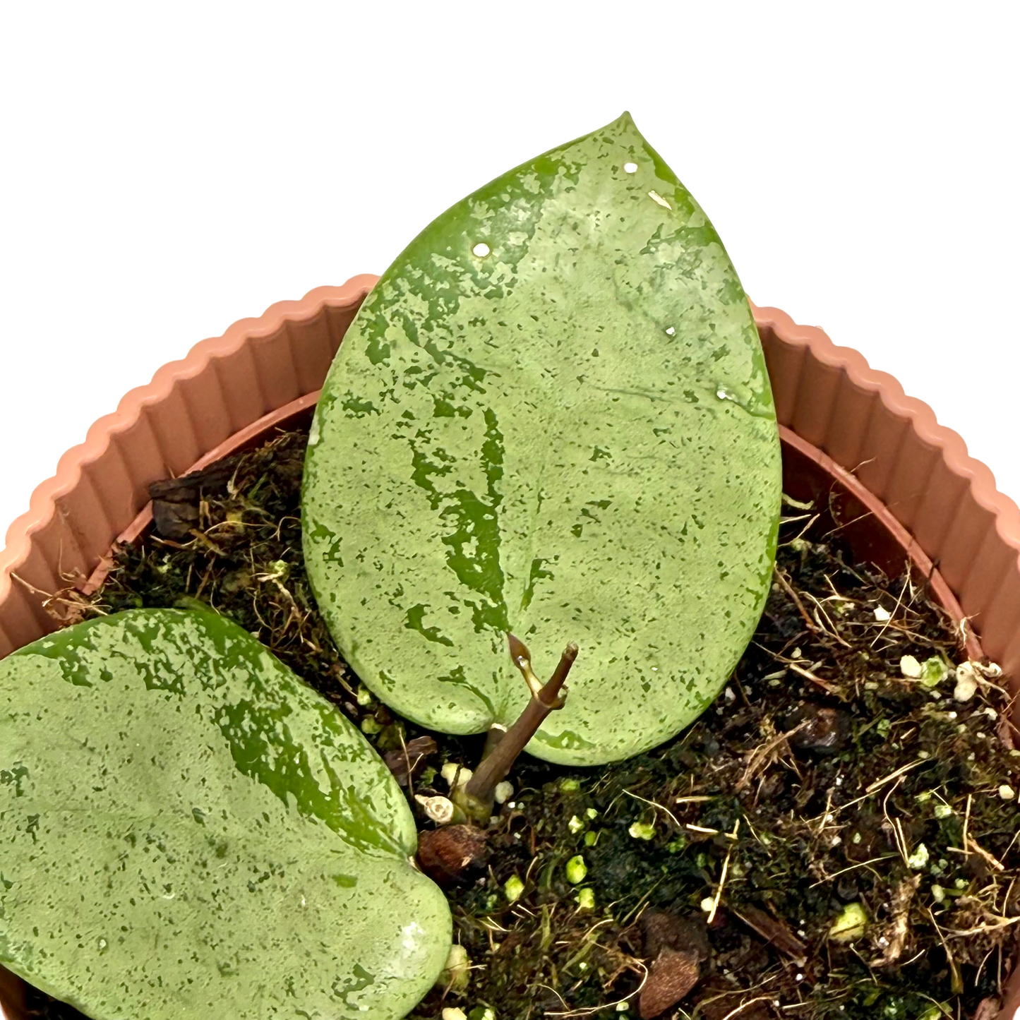 Hoya Parasitica silver