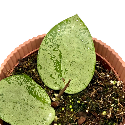 Hoya Parasitica silver