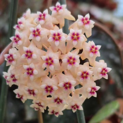 Superbe grappe de fleurs Hoya parasitica silver aux pétales couleur crème et au cœur fuchsia sur fond vert flou
