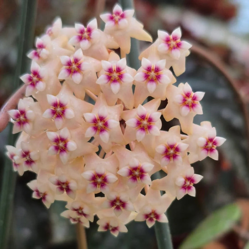 Hoya Parasitica silver