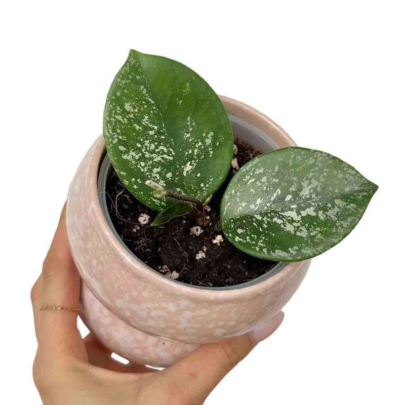 Hoya Parasitica Splash
