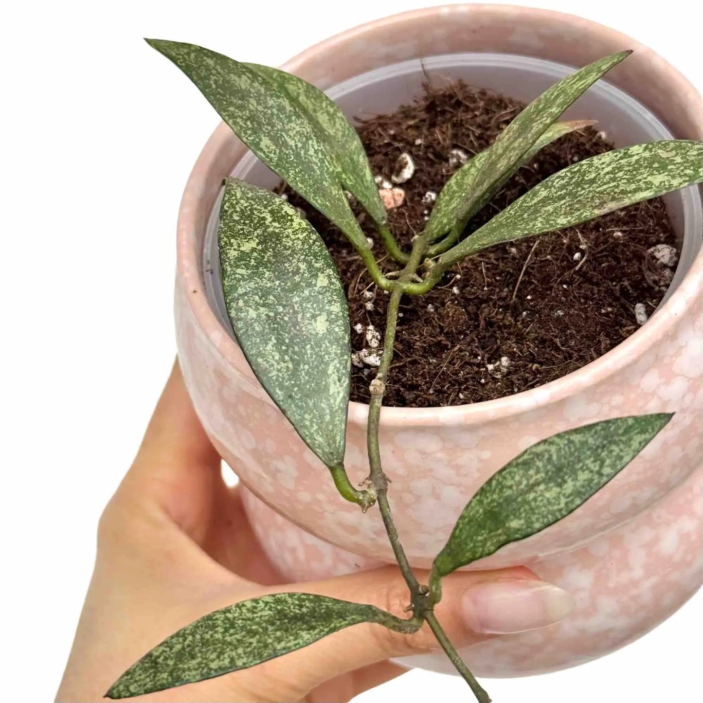 Hoya Parviflora - plantandstories