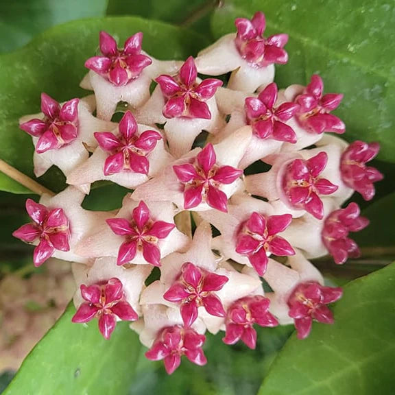 Hoya Patricia