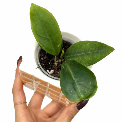 Un jeune Hoya Patricia en pot de culture blanc avec trois feuilles vertes foncées, l'ensemble dans un cache-pot carré beige
