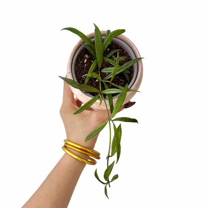Hoya Pauciflora dans un pot de couleur rose clair avec son feuillage vert brillant tombant sur le côté