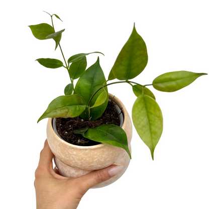 Hoya Paziae