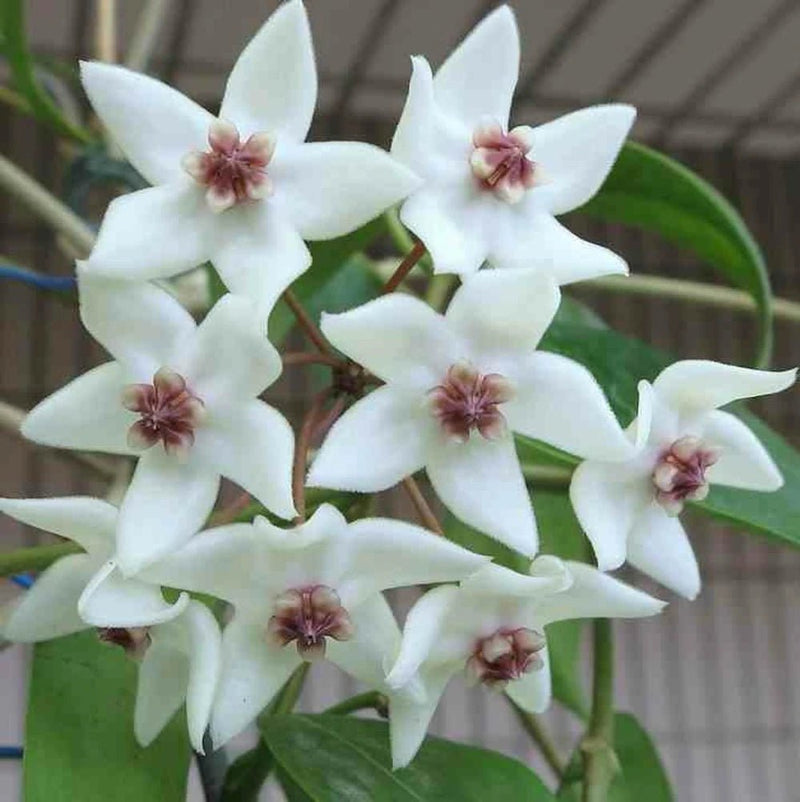 Hoya Paziae