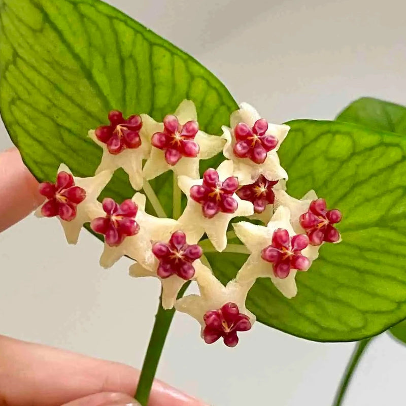 Hoya polyneura 'Silver'