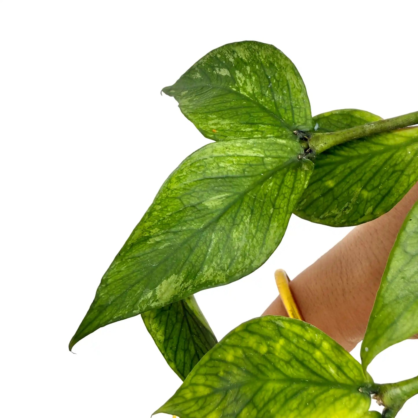Plusieurs feuilles panachées de Hoya Polyneura Mutation RC avec des nervures foncées sur fond vert clair