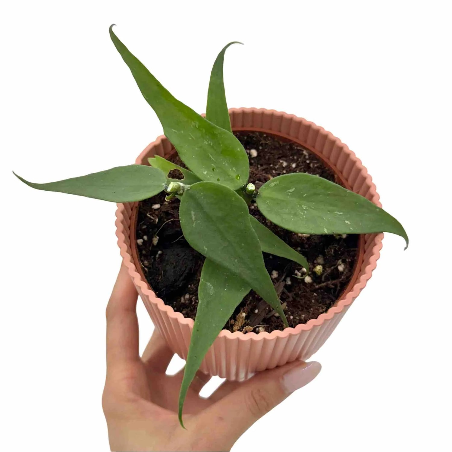 Jeune Hoya Polyneura Vietnam dans un pot en plastique rose, ses feuilles allongées d'un vert bleuté tacheté
