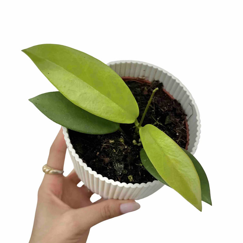 Hoya Pubicalyx Black Dragon