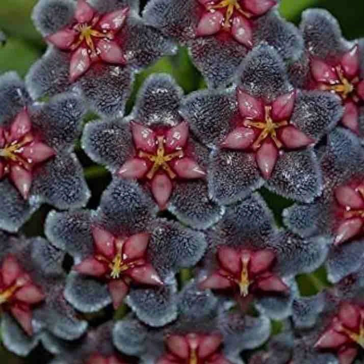 Hoya Pubicalyx Black Dragon - plantandstories