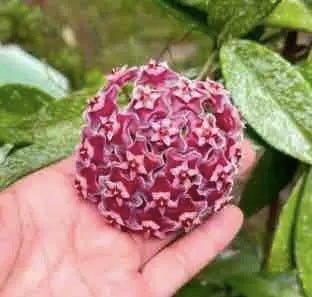 Hoya Pubicalyx Silver Spot - plantandstories