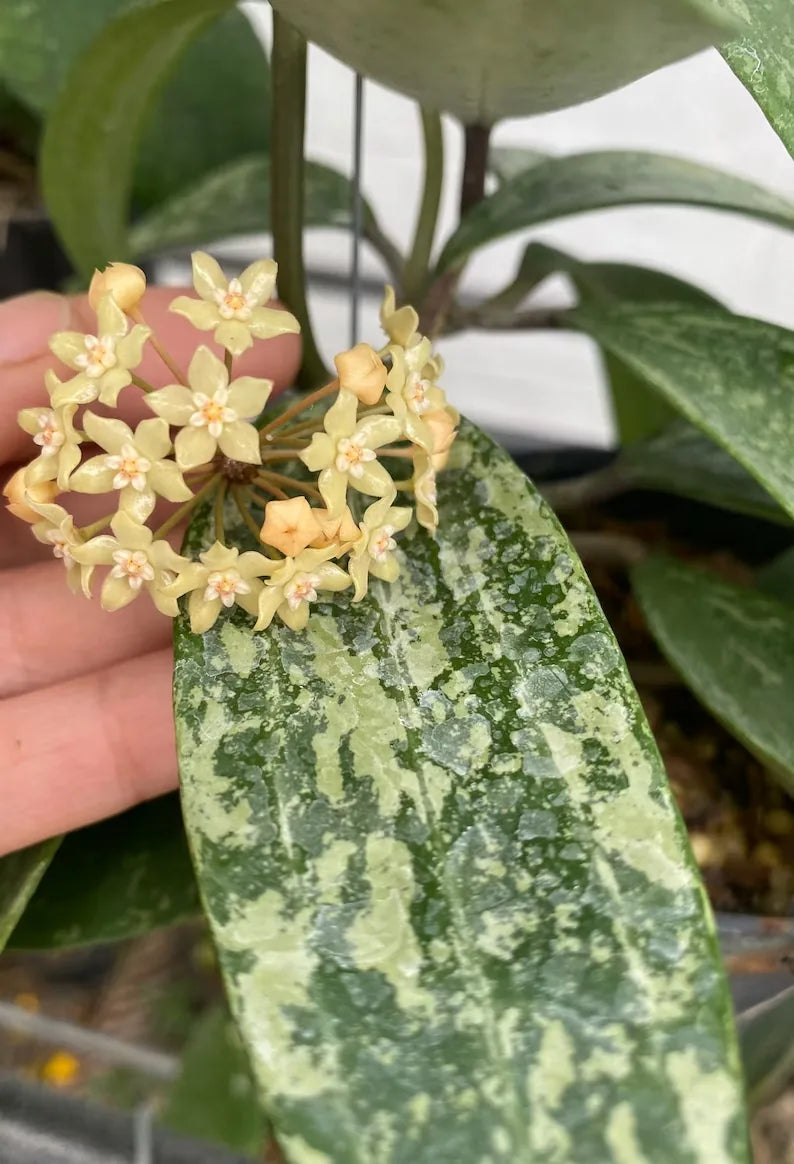 Fleur d'Hoya Rangsan aux délicates pétales crème et centre orangé, posée sur une feuille panachée verte et blanche