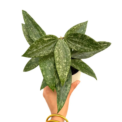 Hoya Rangsan
