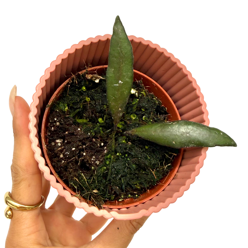 Hoya Red Moon