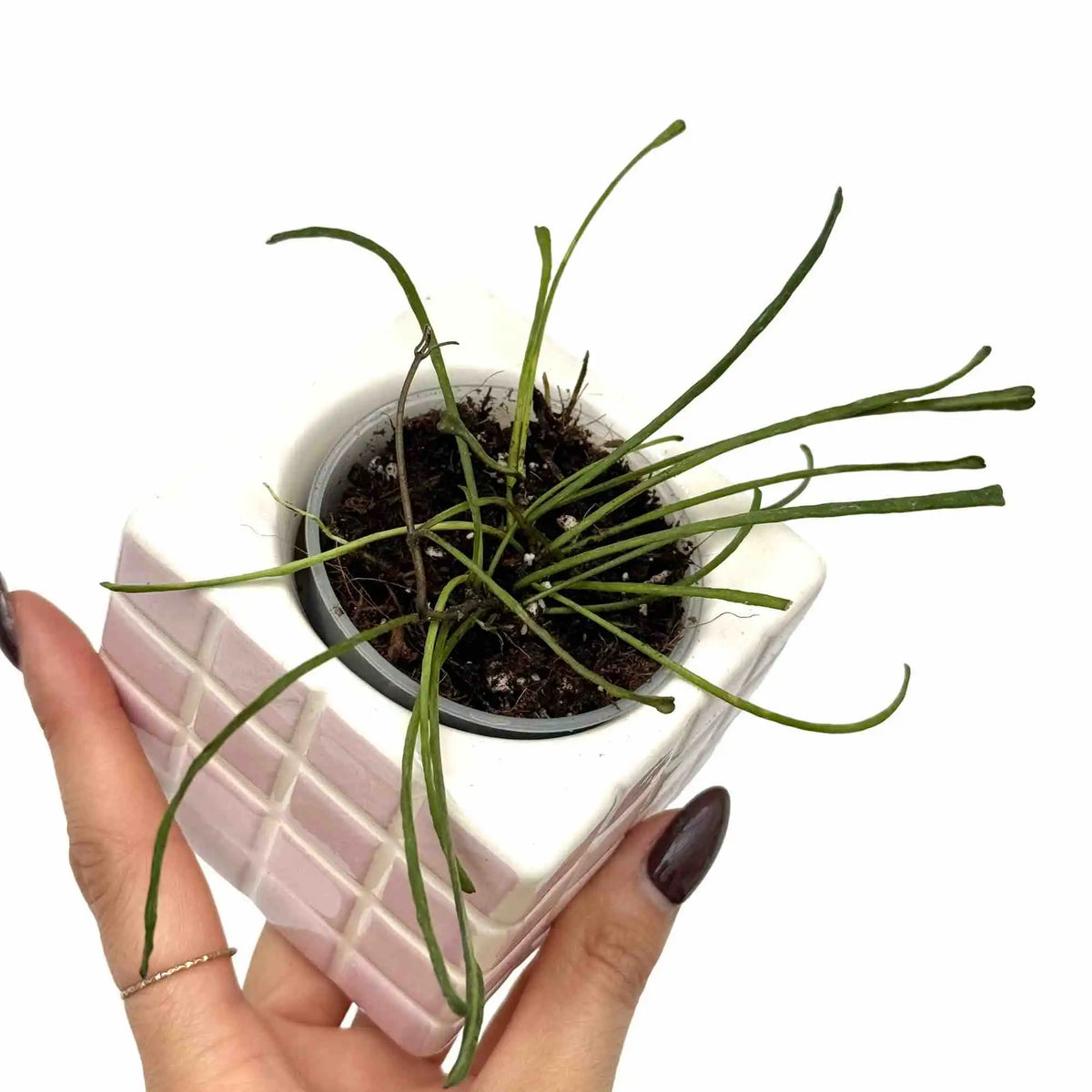 Jeune Hoya Retusa aux feuilles fines vert foncé dans un pot blanc et rose clair à motif quadrillé
