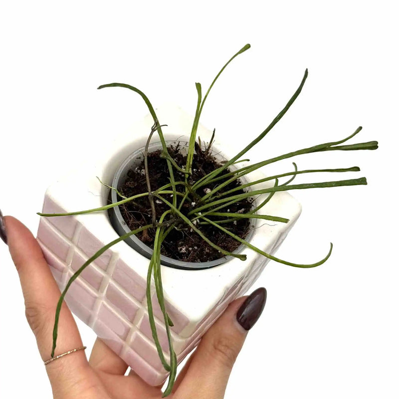 Hoya Retusa