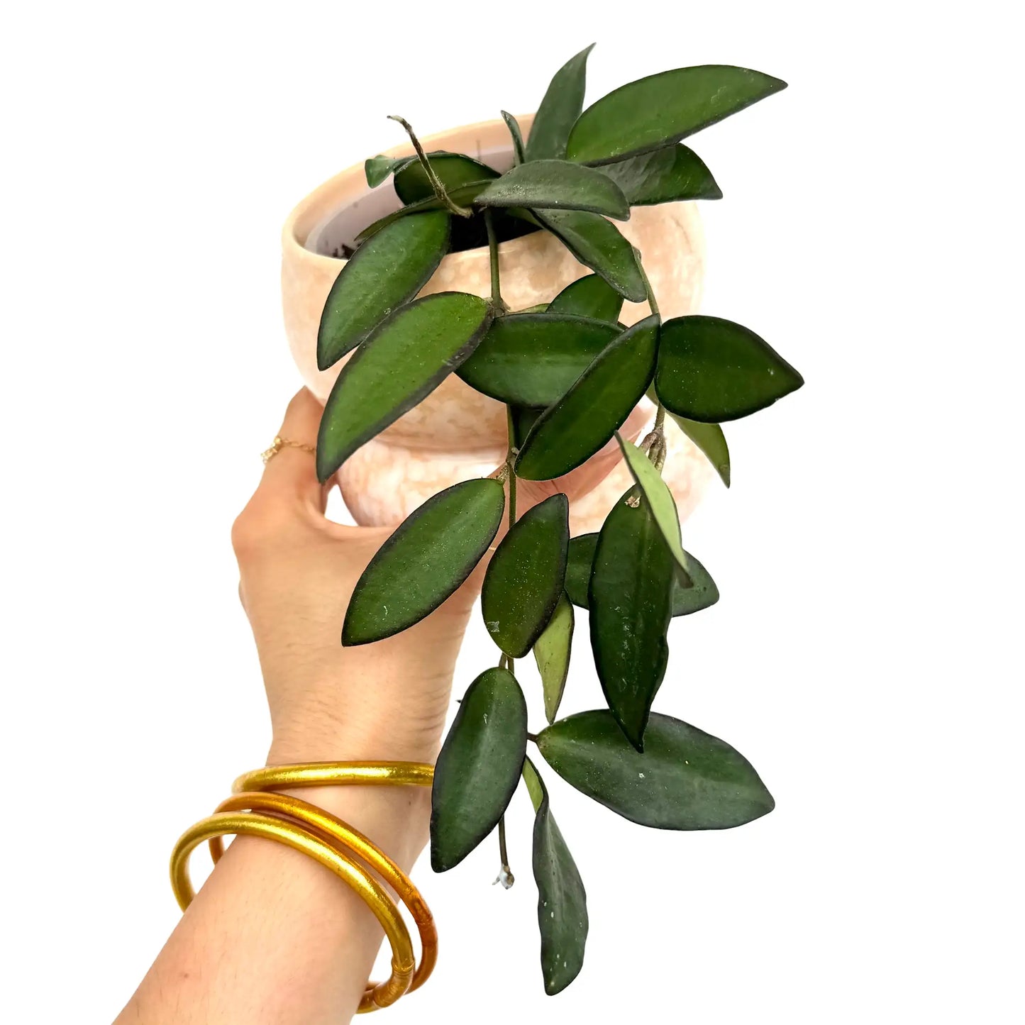 Hoya Rosita