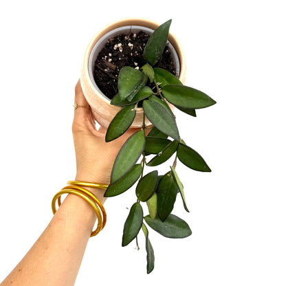 Hoya Rosita