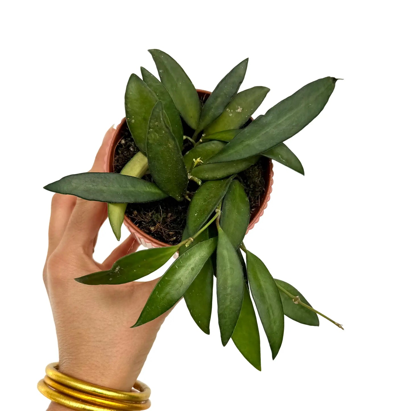 Hoya Rosita
