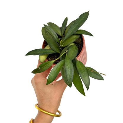 Hoya Rosita