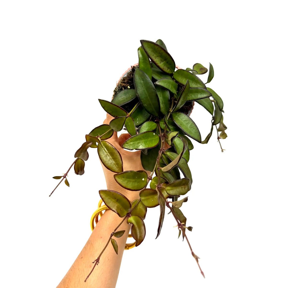 Hoya Rosita
