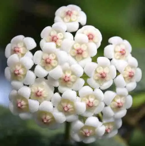 Hoya Rotundiflora