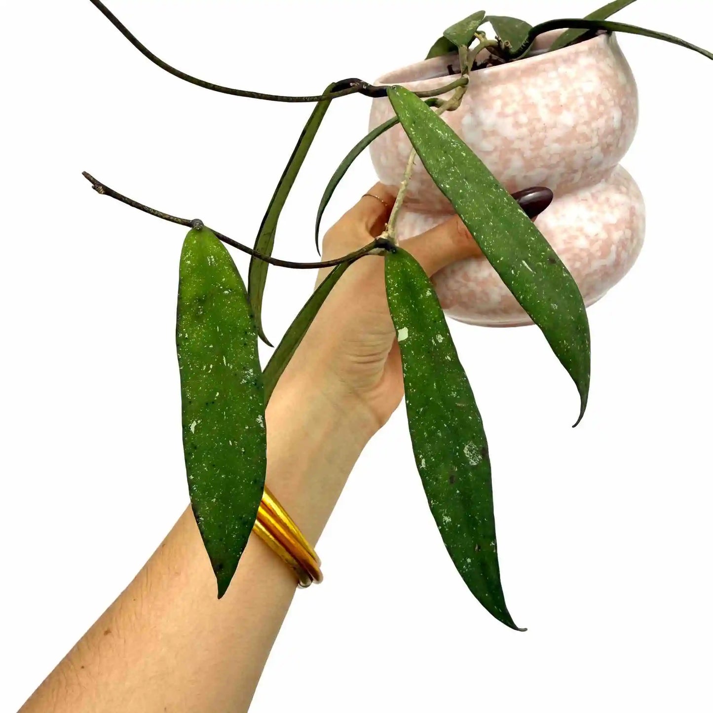 Hoya Scortechinii UT001 pink flower