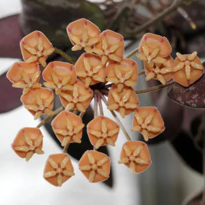 Gros plan sur les petites fleurs de Hoya Sigillatis Round Leaf orange et jaunes, regroupées en une grappe dense