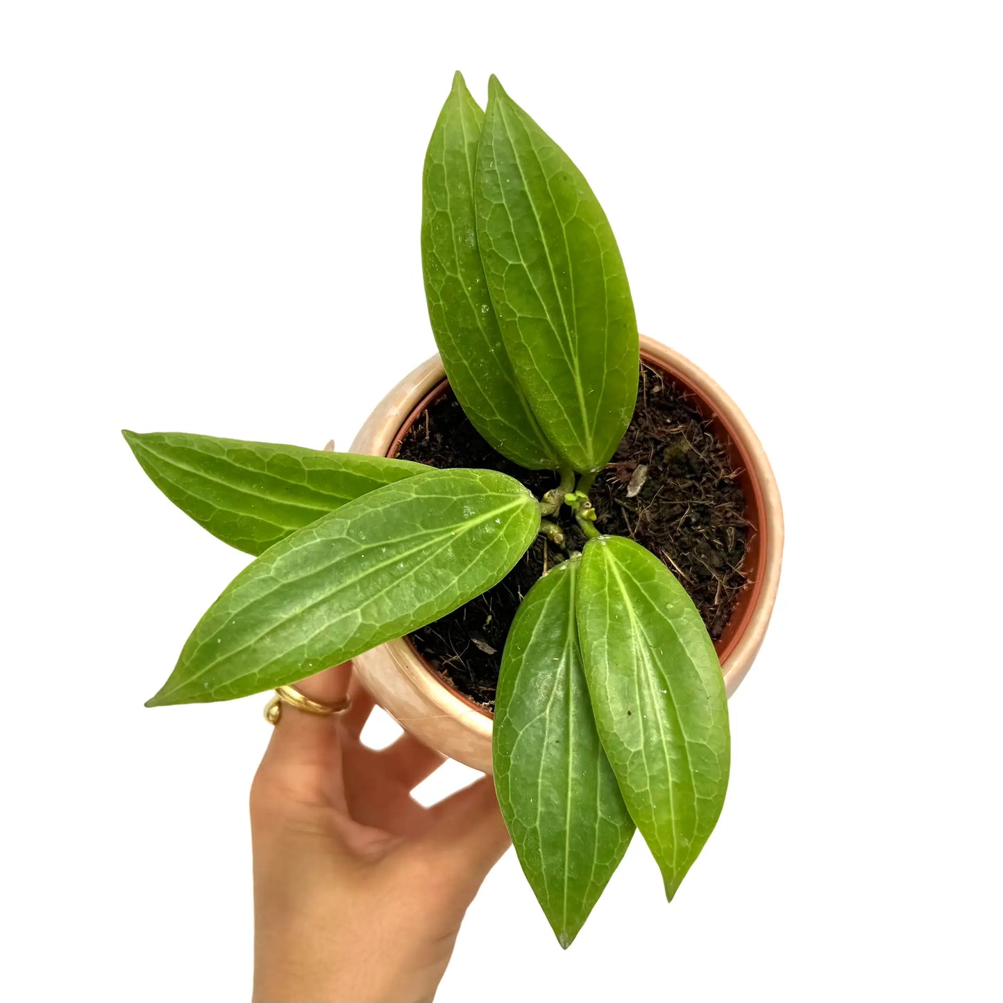 Le Hoya Soligamiana dévoile son feuillage vert vif et veiné dans un pot rond beige et terreux
