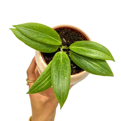 Un jeune Hoya Soligamiana avec de grandes feuilles vertes brillantes et ses nervures apparentes, dans un pot beige