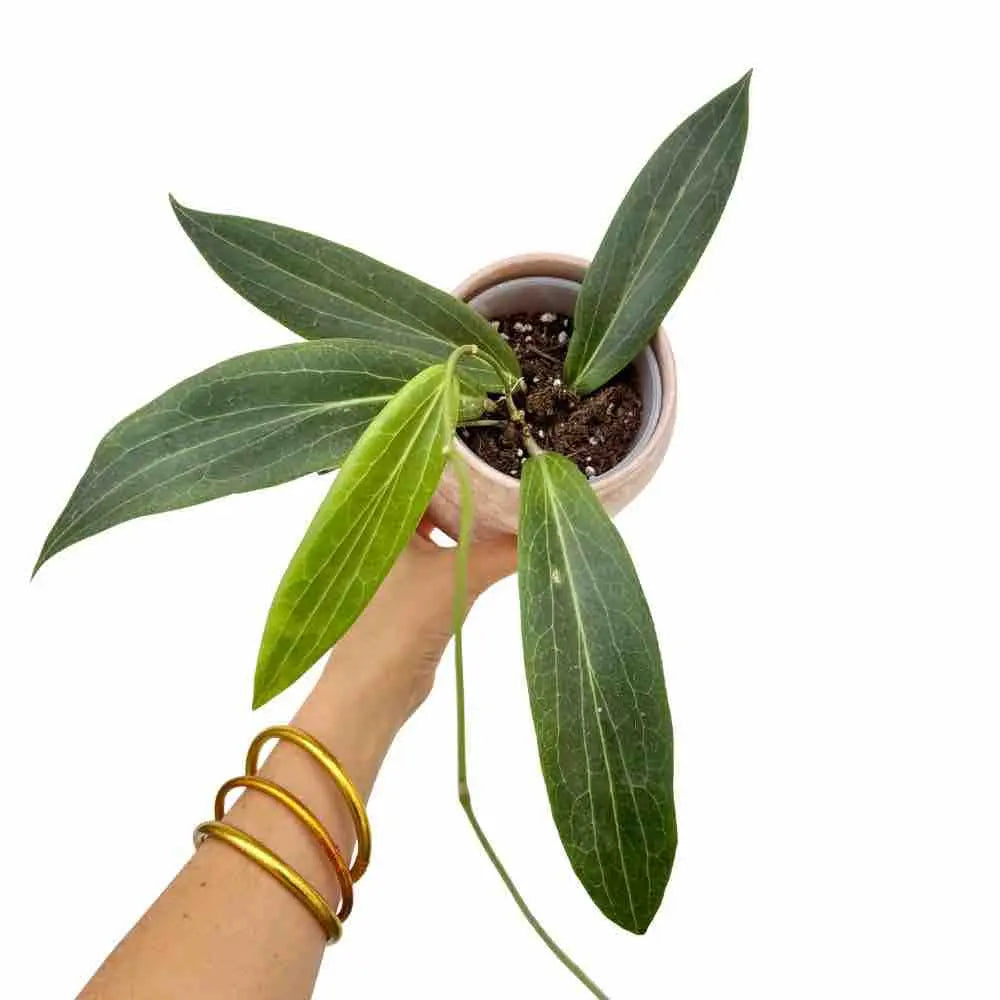 Hoya Soligamiana aux grandes feuilles vertes foncées avec de fines nervures claires, dans un pot rose clair