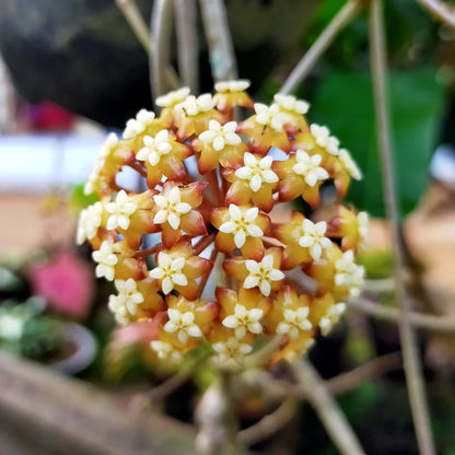 Une magnifique inflorescence de Hoya Sp Aceh Clone 8 avec de petites fleurs orangées à centre crème en forme d'étoile