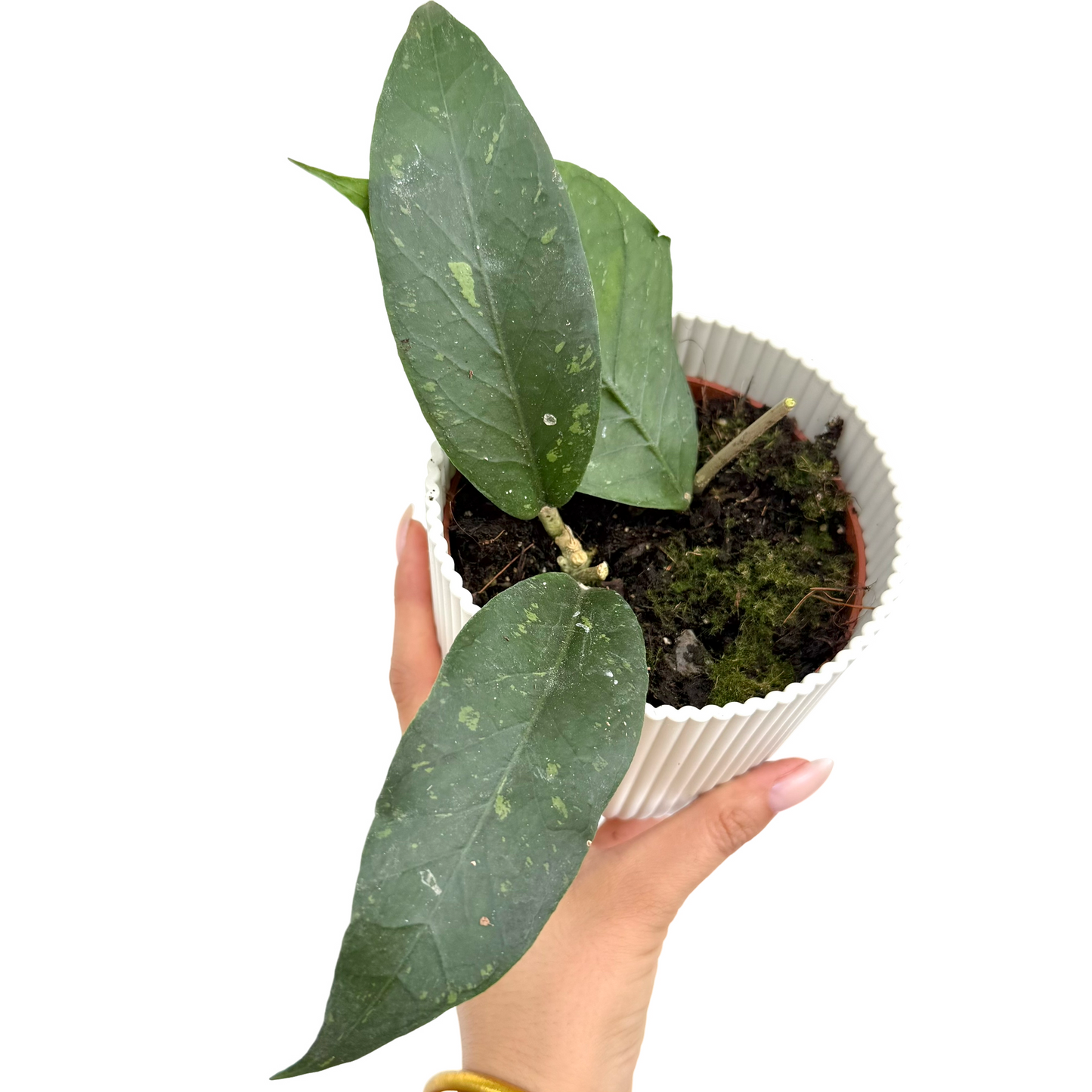 Hoya Sp Aceh Clone 8