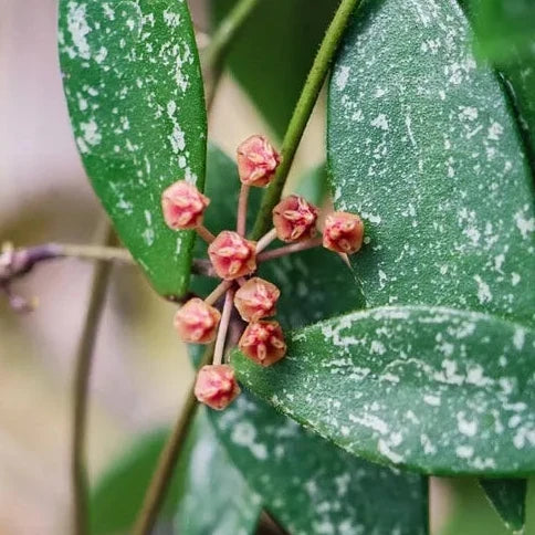 Hoya sp Cianjur