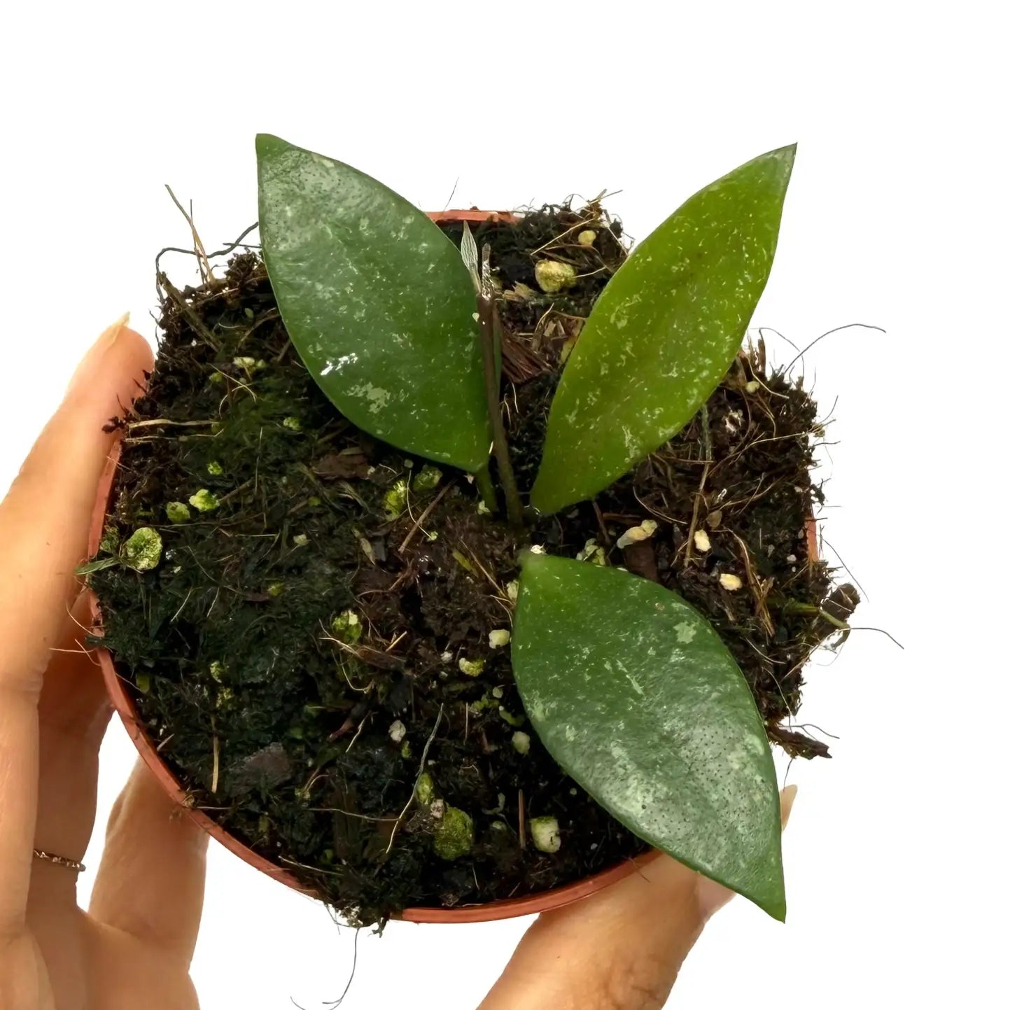 Hoya sp Cianjur