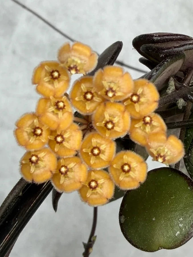 Magnifique ombelle de petites fleurs jaunes velues aux cœurs rouges de l'Hoya Sp Kalimantan 'Mini Coin' avec son feuillage