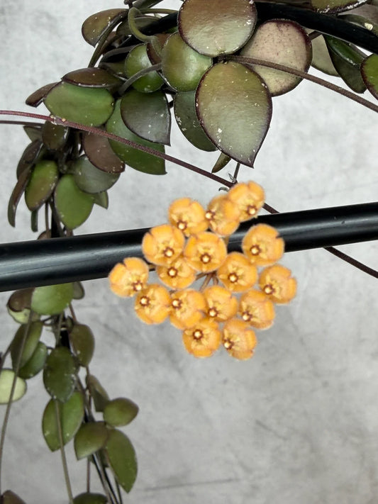 Hoya Sp Kalimantan 'Mini Coin'