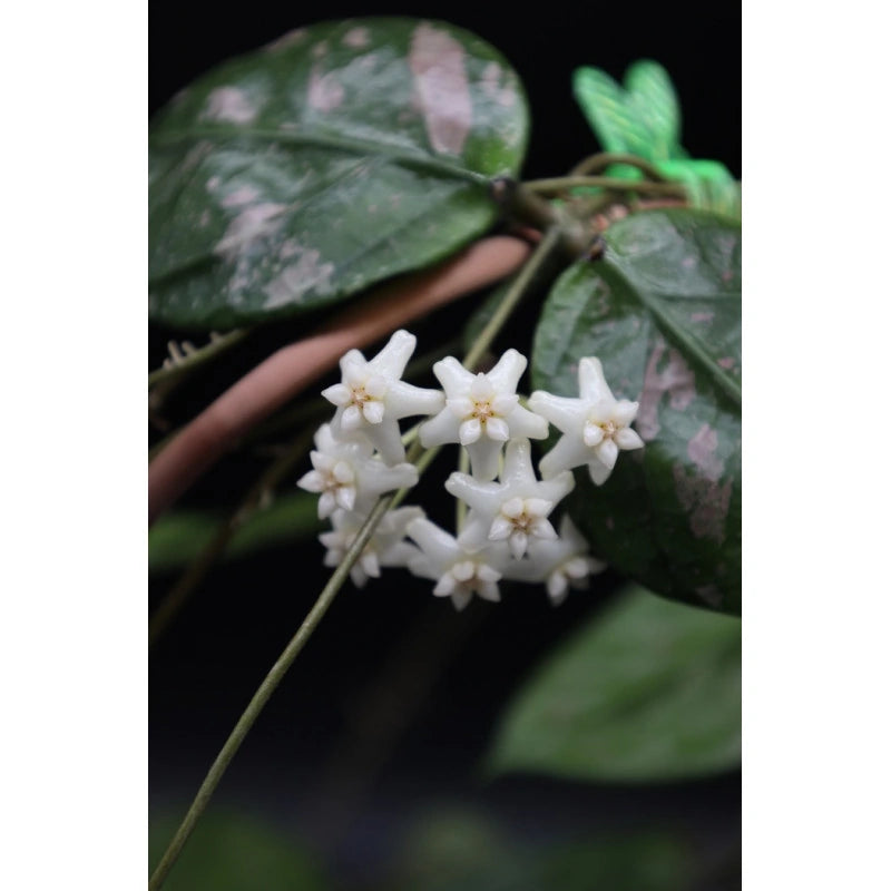Hoya 'Lai Chau'