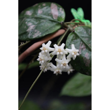 Hoya 'Lai Chau'