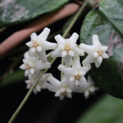 Hoya 'Lai Chau'